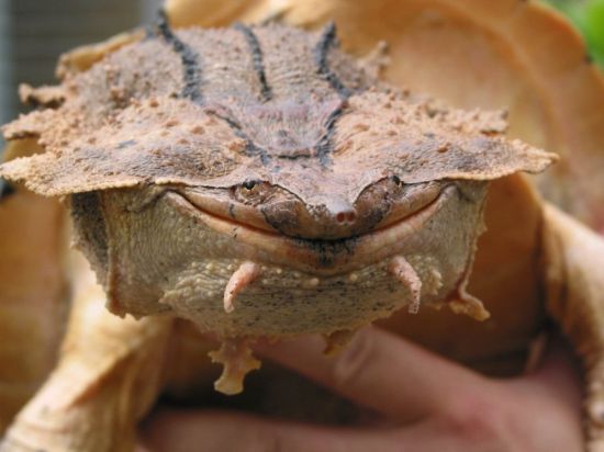 Черепаха матамата (39 фото)