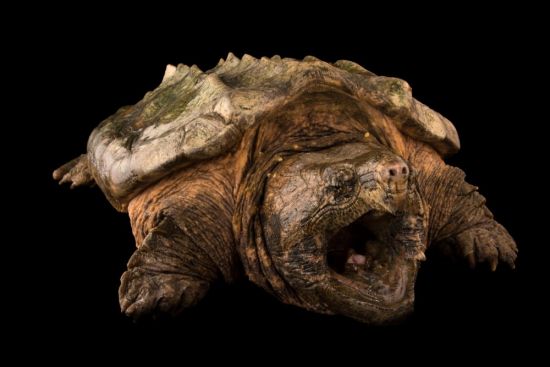 Грифовая черепаха (37 фото)