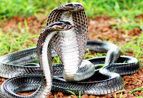 Королевская кобра (33 фото)