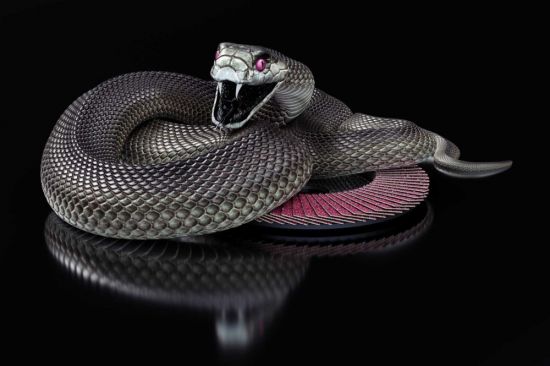 Черная мамба змея (36 фото)