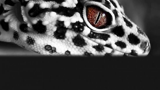 Ящерица эублефар (33 фото)