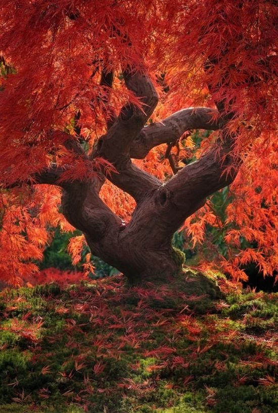 Красное дерево (96 фото)
