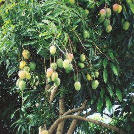 Манго дерево (111 фото)