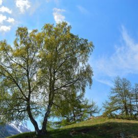 Ольха дерево (135 фото)