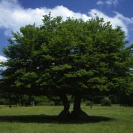 Граб дерево (107 фото)