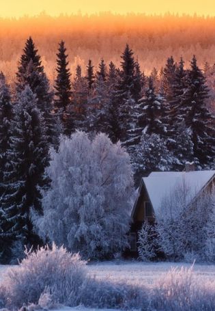 Лес зимой (138 фото)