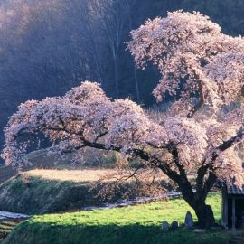 Сакура дерево (138 фото)