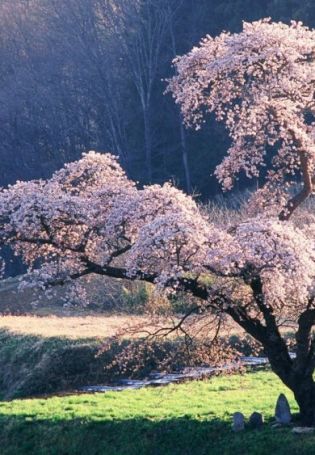 Сакура дерево (138 фото)