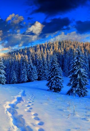 Зима в лесу (138 фото)