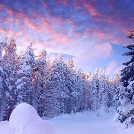Снежный лес (140 фото)