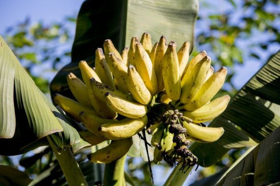 Банановое дерево (134 фото)
