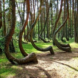 Танцующий лес на Куршской косе (135 фото)