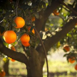 Апельсиновое дерево (131 фото)