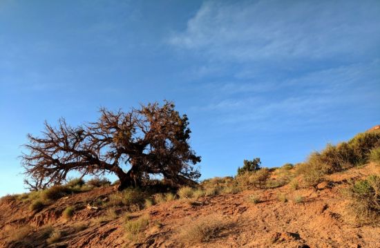 Анчар дерево (138 фото)