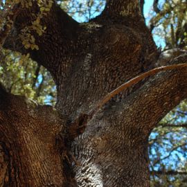 Пробковое дерево (131 фото)