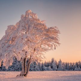 Деревья в снегу (135 фото)