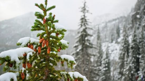 Елка в лесу зимой (140 фото)