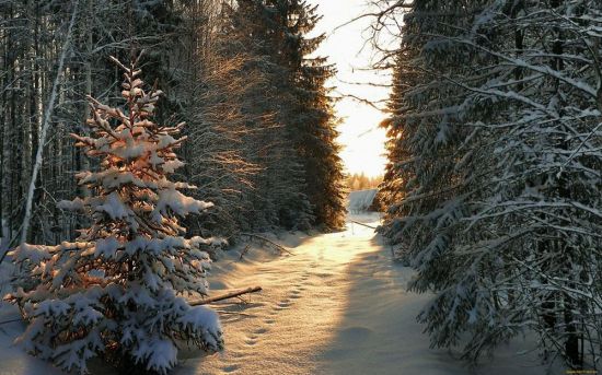 Лес елки зима (142 фото)