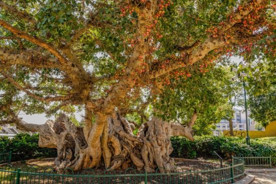 Сикомора дерево (131 фото)