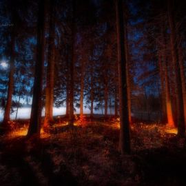 Лес ночью (140 фото)