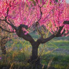 Персиковое дерево (92 фото)