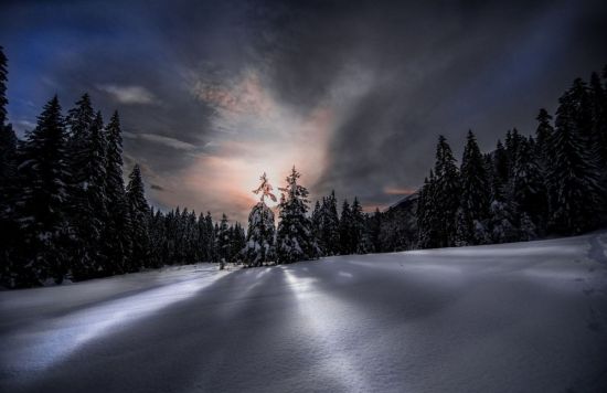 Зимний лес ночью (97 фото)