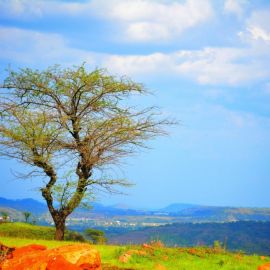Горчичное дерево (66 фото)