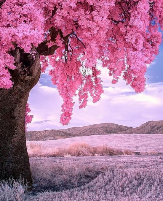 Розовое дерево (94 фото)