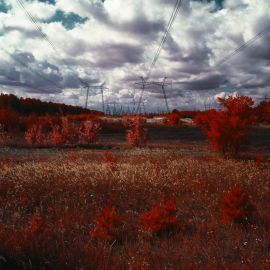 Рыжий лес в Чернобыле (74 фото)