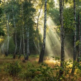 Русский лес (62 фото)