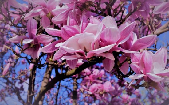 Деревья цветущие розовыми цветами (19 фото)