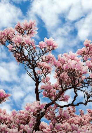 Цветущее розовое дерево (68 фото)