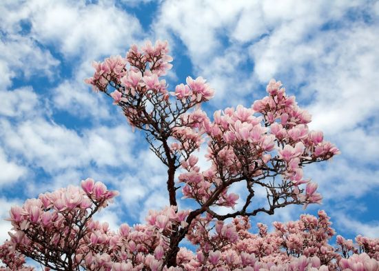 Цветущее розовое дерево (68 фото)