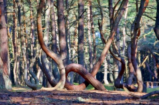 Куршская коса Танцующий лес (88 фото)
