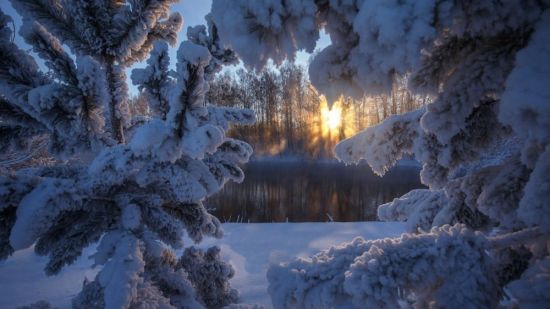 Зима лес снег (79 фото)