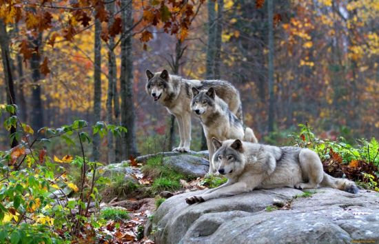 Волк в лесу (72 фото)