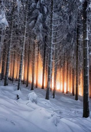 Зимний лес фон (67 фото)