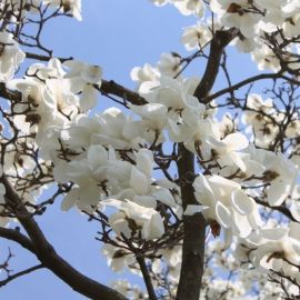 Дерево цветущее белыми цветами (90 фото)