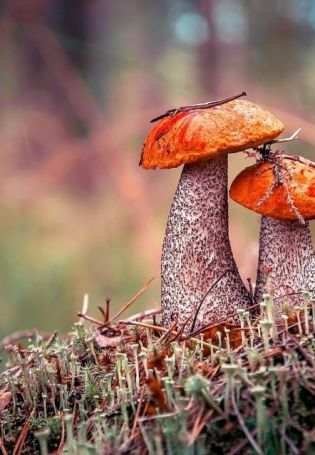 Красивые грибы в лесу (59 фото)