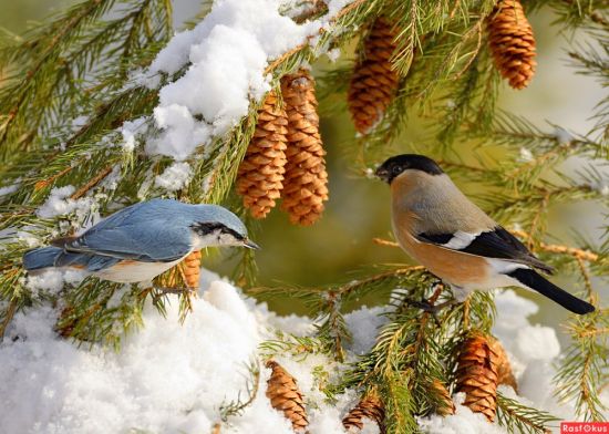Птицы зимой в лесу (74 фото)