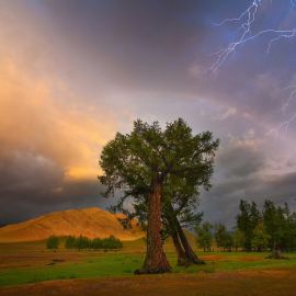 Монголия дерево (83 фото)