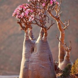 Цветок бутылочное дерево (58 фото)