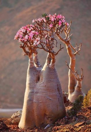 Цветок бутылочное дерево (58 фото)