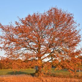 Орех пекан дерево (57 фото)