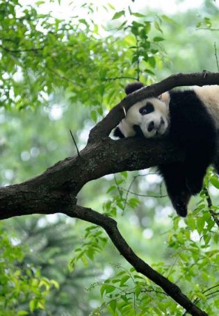 Панда на дереве (82 фото)