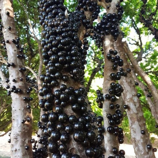 Виноградное дерево джаботикаба (76 фото)