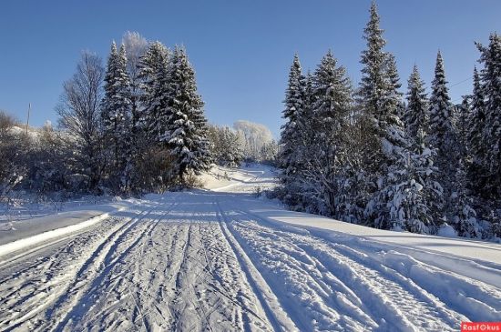 Лыжня в лесу (80 фото)