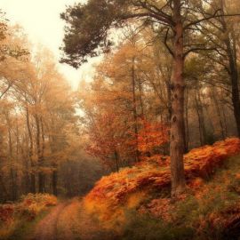 Лес осенью (85 фото)