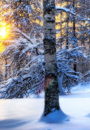 Солнечный зимний лес (19 фото)