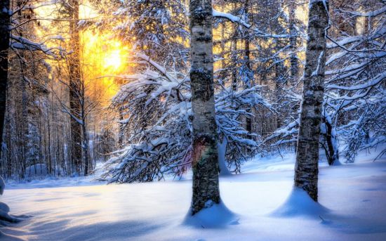 Солнечный зимний лес (19 фото)
